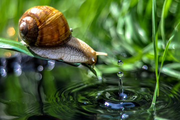 snail, shell, animal, nature, garden, 