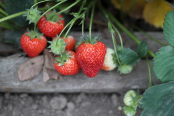 Bunch of Ripe Strawberries Growing