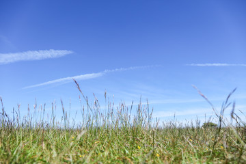 Green field, close up, differential focus