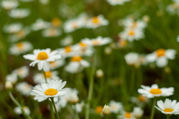 Fototapeta premium Wild Chamomile flower close-up with blurred background photography
