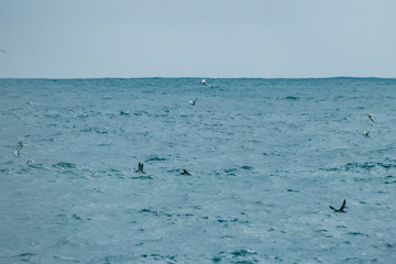 Pelagic birds photographed in Vitoria, Capital of Espirito Santo. Southeast of Brazil. Atlantic Ocean. Picture made in 2019.