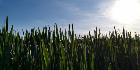 grass and sky