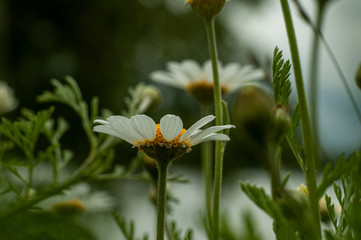 Wild Chamomile flower close-up with blurred background photography