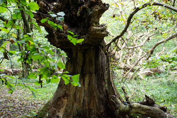  big tree in the forest