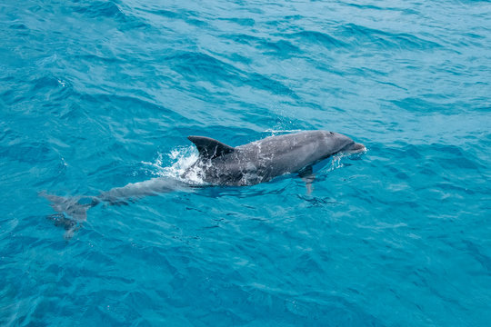 Bottlenose dolphin photographed in Vitoria, Capital of Espirito Santo. Southeast of Brazil. Atlantic Ocean. Picture made in 2019.