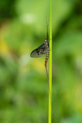 Green Drake Mayfly Ephemera danica male in spring with greengrass field background