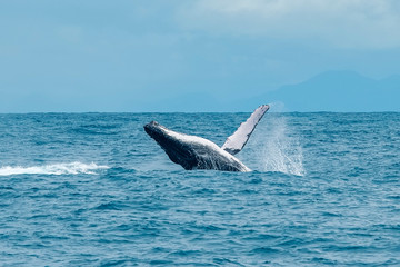 Fototapeta premium Humpback Whale photographed in Vitoria, Capital of Espirito Santo. Southeast of Brazil. Atlantic Ocean. Picture made in 2019.