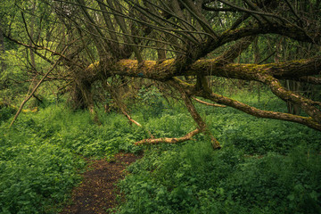 Fallen trees in the forest during spring morning in Jeziorka valley near Piaseczno, Poland