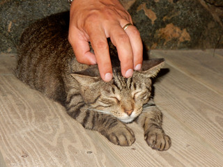 Cute stray kitten with its eyes closed enjoying being patted