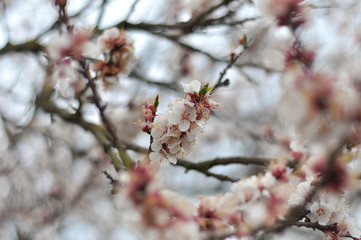 cherry blossom in spring