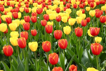 Tulip Field
