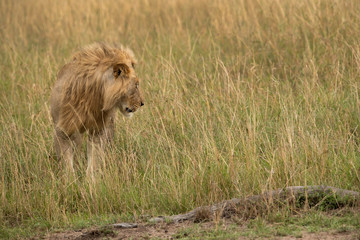 A  subadult Lion in the grassland of  Masai Mara, Kenya