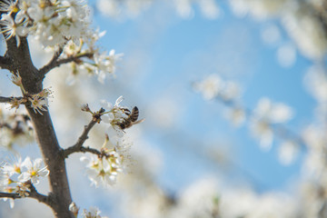 Bee on wild cherry blossoms