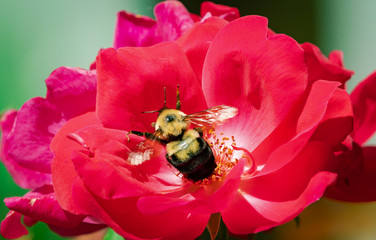 Carpenter bee on red rose in park in Acworth Georgia.