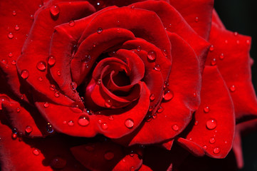 rose, red, flower, water, macro, dew, love, 