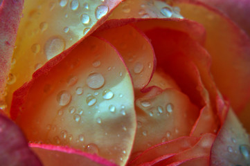 rose, red, flower, water, macro, dew, love, 