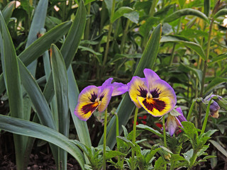 yellow crocus flowers