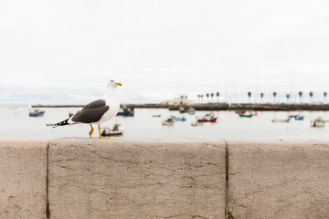 Seagull in Cascais Bay