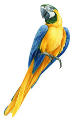 beautiful macaw parrot, hand-drawn watercolor tropical bird on an isolated transparent background, watercolor illustration