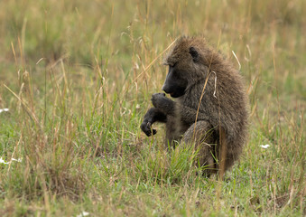 A Wild Baboon sitting on the grasses at Masai Mara, kenya