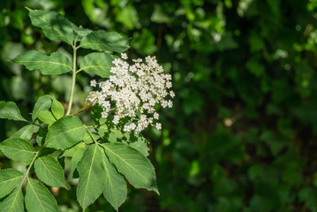 Black sambucus (Sambucus nigra) white flowers blossom. Delicate flowers cluster on dark green background in spring garden. Close-up selective focus with place for your text. Nature concept for design