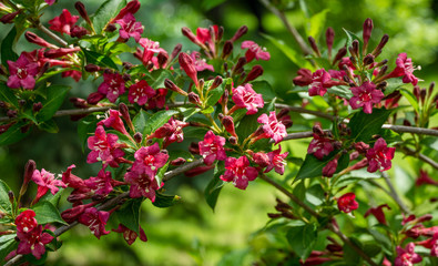 Flowering Weigela Bristol Ruby. Selective focus and close-up of beautiful bright pink weigela flowers against evergreen in ornamental garden. Flower landscape for nature wallpaper.