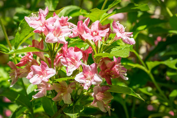 Obraz premium Flowering Weigela hybrida Rosea. White and pink weigela flowers on blurry green background. Flower landscape for nature wallpaper. Close-up selective focus with place for your text.