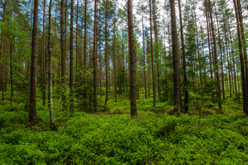 trees in the forest
