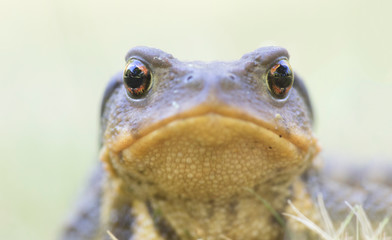 Portrait of toad (Bufo bufo, from Latin bufo "toad"), is an amphibian found throughout most of Europe