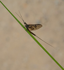 Green Drake Mayfly Ephemera Danica male in spring with a neutral background