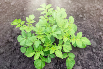 Young potato plant in a spring field, top view. Selective focus