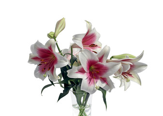 Lilies nuanced in white and pink, in a glass vase