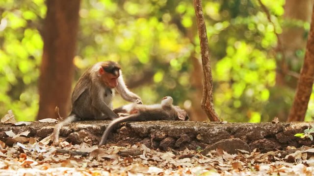 Goa, India. monkey Bonnet Macaque - Macaca Radiata Or Zati Is Looking For Fleas On Its Cub