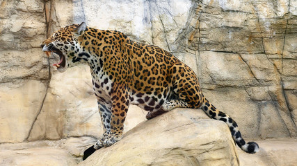Jaguar sits on a stone in a zoo aviary and growls.