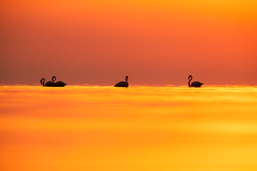Fototapeta na wymiar Greater Flamingos and beautiful hue on water and sky at Asker coast of Bahrain