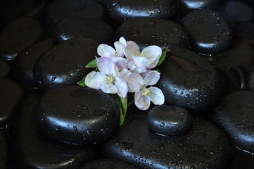 spa still life with stones and orchid