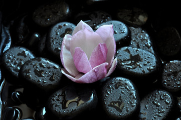 spa still life with stones and orchid