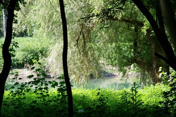 Obraz premium Altrhein