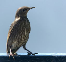juvenile starling close up perched