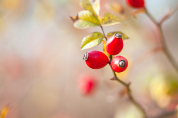 Sweetbriar Rose. Rosa rubiginosa Hips. Macro image.