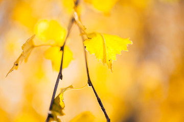 Autumn birch leaves. Autumn time. Small depth of field.