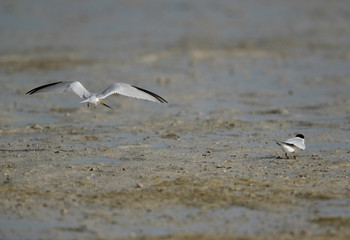 Saunders tern taking a fish for her mate at Busaiteen coast, Bahrain