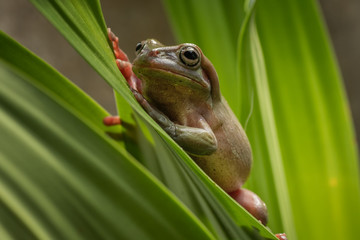 Australian green tree frog playing in the bush