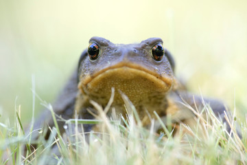 Portrait of toad (Bufo bufo, from Latin bufo 