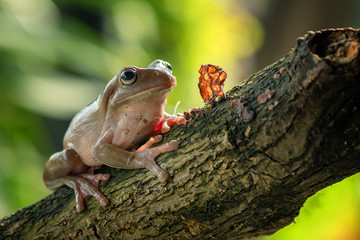 Australian green tree frog playing in the bush
