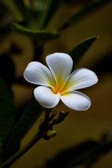 white frangipani flower or plumeria on green background