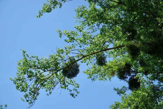 Mistelbaum