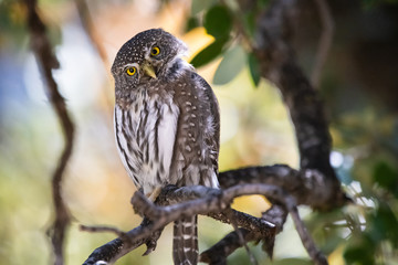Northern Pygmy Owl