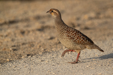 Portrait of a Grey francolin at Hamala, Bahrain