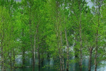 春の錦秋湖